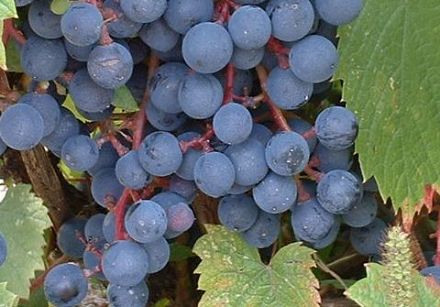 Découvrez les 7 vignobles lanaudois
