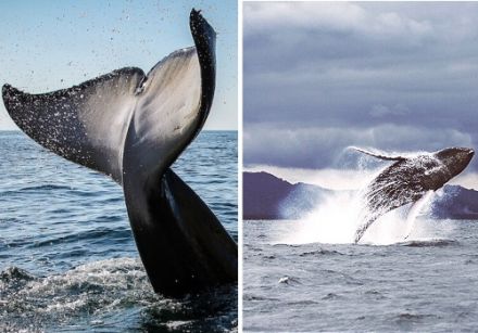 Venez assister au spectacle hallucinant des baleines à bosse du 15 janvier au 15 mars
