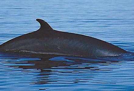 Suivez Jacline au Parc Forillon - croisière aux baleines sur le Narval III 1