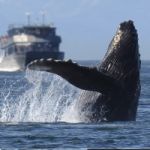 Venez assister au spectacle hallucinant des baleines à bosse du 15 janvier au 15 mars 1